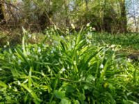 Allium paradoxum Säbybäcken, Landskrona, Skåne, Sweden 20160422_0077