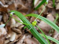 Allium paradoxum Säbyholm, Landskrona, Skåne, Sweden 20210515_0040