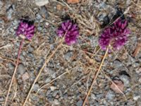 Allium rotundum Ulricedal, Malmö, Skåne, Sweden 20190714_0002