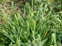 Allium sativum Klosterängsvägen 13, Lund, Skåne, Sweden 20180517_0001