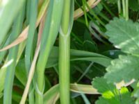 Allium sativum Klosterängsvägen 13, Lund, Skåne, Sweden 20180517_0003