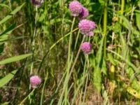 Allium schoenoprasum Åkerlund och Rausings väg, Lund, Skåne, Sweden 20180602_0001