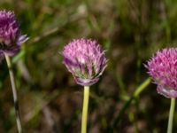 Allium schoenoprasum Åkerlund och Rausings väg, Lund, Skåne, Sweden 20180602_0002