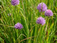 Allium schoenoprasum Ödetomt, Åstorp, Skåne, Sweden 20220618_0086