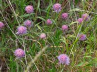 Allium schoenoprasum ssp. schoenoprasum Vanningen, Vellinge, Skåne, Sweden 20230615_0108