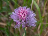 Allium schoenoprasum ssp. schoenoprasum Vanningen, Vellinge, Skåne, Sweden 20230615_0109