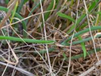 Allium schoenoprasum ssp. schoenoprasum Vanningen, Vellinge, Skåne, Sweden 20230615_0113