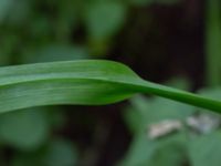 Allium scorodoprasum Ödetomterna, Bunkeflo strandängar, Malmö, Skåne, Sweden 20170613_0028