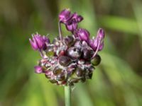 Allium scorodoprasum Ödetomterna, Bunkeflo strandängar, Malmö, Skåne, Sweden 20170705_0023