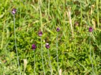 Allium scorodoprasum Ödetomterna, Bunkeflo strandängar, Malmö, Skåne, Sweden 20180608_0013