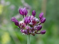 Allium scorodoprasum Pendlarparkeringen Vellinge samhälle, Vellinge, Skåne, Sweden 20230615_0070