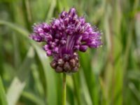 Allium scorodoprasum Tygelsjö ängar, Malmö, Skåne, Sweden 20150730_0050