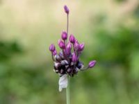 Allium scorodoprasum Ulricedal, Malmö, Skåne, Sweden 20190701_0075