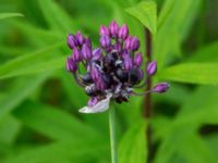 Allium scorodoprasum Ulricedal, Malmö, Skåne, Sweden 20190701_0077