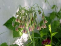 Allium siculum Björnhovdagatan 40, Färjestaden, Mörbylånga, Öland, Sweden 20190609_0137