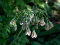 Allium siculum Björnhovdagatan 40, Färjestaden, Mörbylånga, Öland, Sweden 20190609_0139