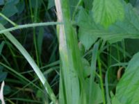 Allium siculum Björnhovdagatan 40, Färjestaden, Mörbylånga, Öland, Sweden 20190609_0140