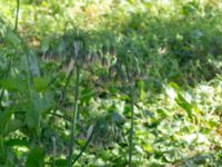 Allium siculum Björnhovdagatan 40, Färjestaden, Mörbylånga, Öland, Sweden 20190609_0145