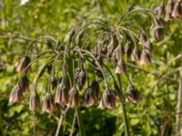 Allium siculum Svanetorpsvägen, Åkarp, Lomma, Skåne, Sweden 20220605_0031