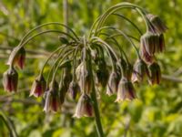 Allium siculum Svanetorpsvägen, Åkarp, Lomma, Skåne, Sweden 20220605_0033