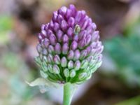 Allium sphaerocephalon Ulricedal, Malmö, Skåne, Sweden 20190708_0081