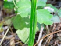 Allium sphaerocephalon Ulricedal, Malmö, Skåne, Sweden 20190708_0082