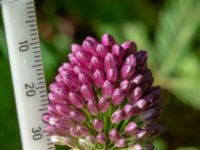 Allium sphaerocephalon Ulricedal, Malmö, Skåne, Sweden 20190712_0003