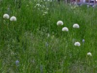 Allium stipitatum Bastion Uppsala, Malmö, Skåne, Sweden 20190526_0013