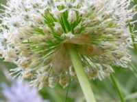 Allium stipitatum Bastion Uppsala, Malmö, Skåne, Sweden 20190526_0018