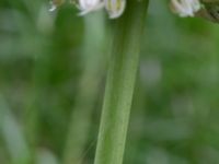 Allium stipitatum Bastion Uppsala, Malmö, Skåne, Sweden 20190526_0020