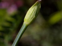 Allium tuberosum Ulricedal, Malmö, Skåne, Sweden 20190811_0050