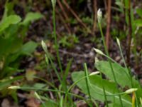 Allium tuberosum Ulricedal, Malmö, Skåne, Sweden 20190819_0018