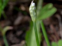 Allium tuberosum Ulricedal, Malmö, Skåne, Sweden 20190819_0020