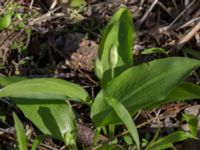 Allium ursinum Ödetomterna, Bunkeflo strandängar, Malmö, Skåne, Sweden 20170430_0099