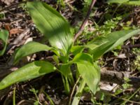 Allium ursinum Ödetomterna, Bunkeflo strandängar, Malmö, Skåne, Sweden 20170430_0100