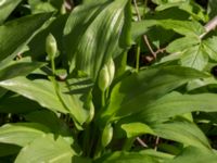 Allium ursinum Ödetomterna, Bunkeflo strandängar, Malmö, Skåne, Sweden 20170430_0101