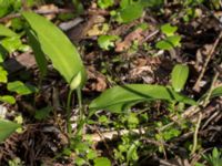 Allium ursinum Ödetomterna, Bunkeflo strandängar, Malmö, Skåne, Sweden 20170430_0104