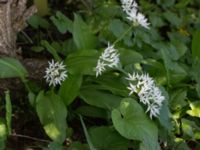 Allium ursinum Kapellvägen, Lund, Skåne, Sweden 20170518_0005