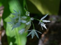 Allium ursinum Kapellvägen, Lund, Skåne, Sweden 20170518_0007