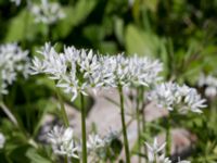 Allium ursinum Solviken, Mölle, Höganäs, Skåne, Sweden 20150515_0193