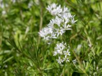 Allium ursinum Solviken, Mölle, Höganäs, Skåne, Sweden 20150515_0194