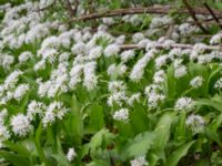 Allium ursinum Tunisborg, Lund, Skåne, Sweden 20230523_0099