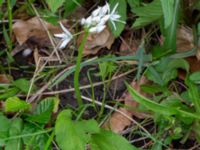 Allium ursinum Ulricedal, Malmö, Skåne, Sweden 20230517_0016