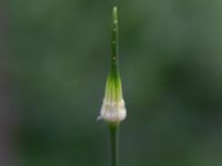 Allium vineale Herrgårdsparken, Fröseke, Uppvidinge, Småland, Sweden 20190608_0479