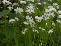 Allium zebdanense Kapellvägen, Lund, Skåne, Sweden 20170519_0001