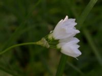 Allium zebdanense Kapellvägen, Lund, Skåne, Sweden 20170519_0002