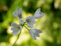 Allium zebdanense Kapellvägen, Lund, Skåne, Sweden 20170519_0003