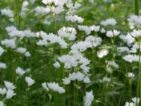 Allium zebdanense Kapellvägen, Lund, Skåne, Sweden 20170519_0004