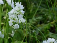 Allium zebdanense Kapellvägen, Lund, Skåne, Sweden 20170519_0005