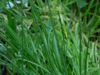 Allium zebdanense Kapellvägen, Lund, Skåne, Sweden 20170519_0007